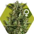 Zambeza Green AK XL (FEM)