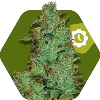 Zambeza Jack the Ripper Auto (FEM)