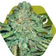 Zambeza Lemon Kush (FEM)