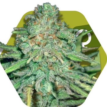 Zambeza Lemon Kush (FEM)