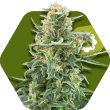 little-dwarf-autoflowering