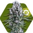 Zambeza Northern Lights XL Auto (FEM)