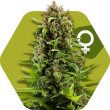 nyc-diesel