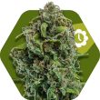 Zambeza NYC Diesel Auto (FEM)