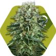 Zambeza OG Bubble Gum (FEM)