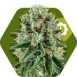 Zambeza OG Bubble Gum Auto (FEM)