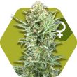 Zambeza Power Kush (FEM)