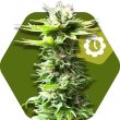 Zambeza Power Kush Auto (FEM)