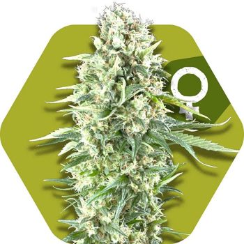 Zambeza Power Plant XL (FEM)