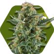 Zambeza Power Plant XL Auto (FEM)