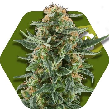 Zambeza Power Plant XL Auto (FEM)