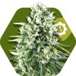 super-silver-haze-autoflowering