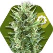 vanilla-ice-autoflowering