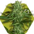 Zambeza White Widow Haze (FEM)