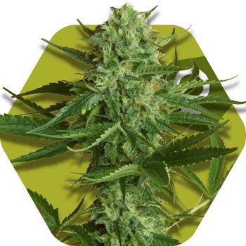 Zambeza White Widow Haze (FEM)