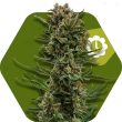 Zambeza White Widow XL Auto (FEM)