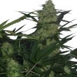 auto-critical-x-auto-ak47-cannabis-seeds
