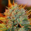 g13-labs-gigabud-feminised-cannabis-seeds