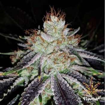 Flavour Chasers - Alien Abduction - Feminised Cannabis Seeds