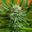 G13 Labs - Auto Pineapple Express Feminised Autoflowering Cannabis Seeds