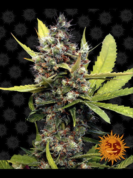 Barneys Farm – Honey B Feminised Cannabis Seeds - StrainSupermarket.com