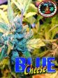 Big Buddha Seeds - Blue Cheese Feminised Cannabis Seeds