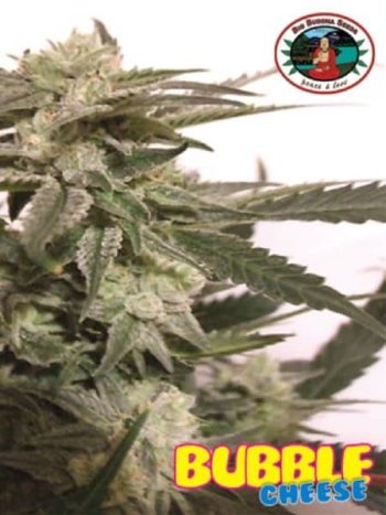 Big Buddha Seeds - Bubble Cheese Feminised Cannabis Seeds