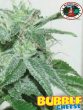 big-buddha-bubble-cheese-feminised-cannabis-seeds-2