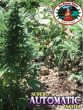 Big Buddha Seeds - Buddha Haze Automatic (aka Super Automatic Sativa) Feminised Cannabis Seeds