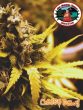 big-buddha-cheese-dawg-feminised-cannabis-seeds