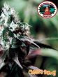 Big Buddha Seeds - Cheese Dawg Feminised Cannabis Seeds