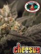 big-buddha-cheesus-feminised-cannabis-seeds