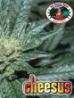 Big Buddha Seeds - Cheesus Feminised Cannabis Seeds