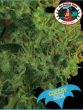 big-buddha-cheesy-dick-feminised-cannabis-seeds
