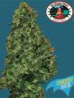 Big Buddha Seeds - Cheesy Dick Feminised Cannabis Seeds