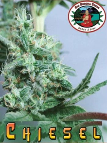Big Buddha Seeds - Chiesel Feminised Cannabis Seeds