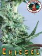 Big Buddha Seeds - Chiesel Feminised Cannabis Seeds