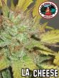big-buddha-la-cheese-feminised-cannabis-seeds-2