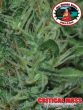 big-buddha-seeds-auto-critical-mass-feminised-autoflowering-cannabis-seeds