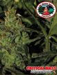 big-buddha-seeds-auto-critical-mass-feminised-autoflowering-cannabis-seeds