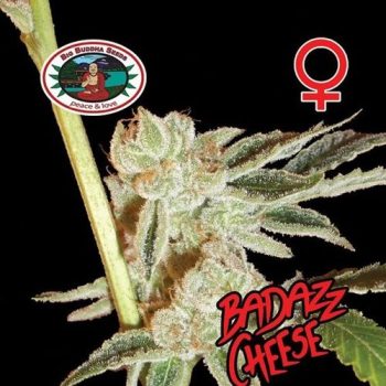 Big Buddha Seeds - Badazz Cheese Feminised Cannabis Seeds