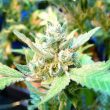 big-buddha-cheese-feminised-cannabis-seeds-4