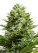 big-buddha-cheese-feminised-cannabis-seeds-4