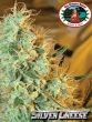 big-buddha-silver-cheese-cannabis-seeds-2