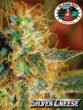 big-buddha-silver-cheese-cannabis-seeds-2