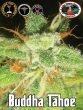 big-buddha-tahoe-feminised-cannabis-seeds