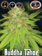 Big Buddha Seeds - Buddha Tahoe Feminised Cannabis Seeds