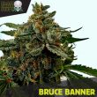 Black Skull Seeds - Bruce Banner Feminised Cannabis Seeds