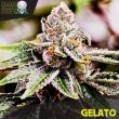 Black Skull Seeds - Gelato Feminised Cannabis Seeds