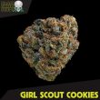 Black Skull Seeds - Girl Scout Cookies Feminised Cannabis Seeds